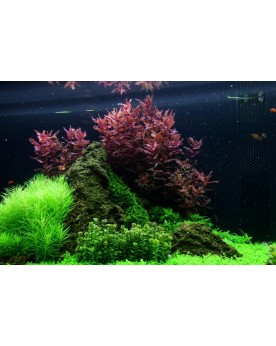 Rotala macrandra